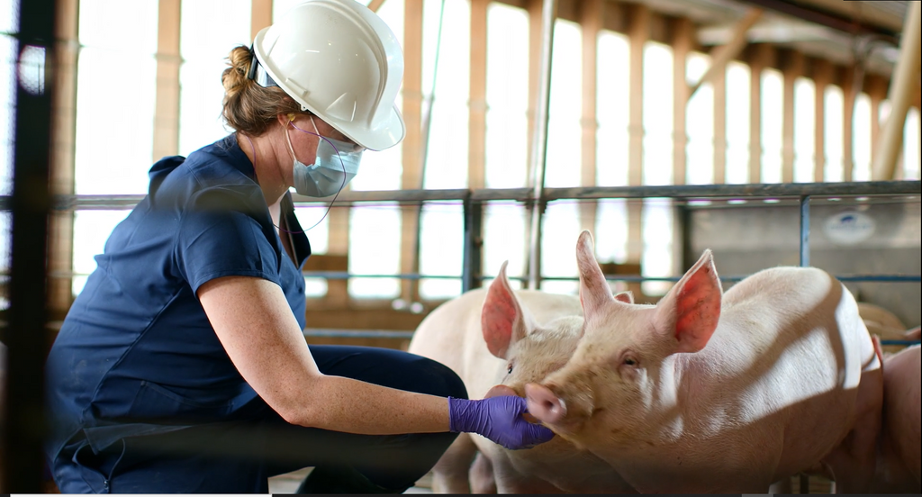 Pig Care Accredited Pork