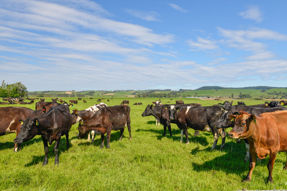 Cow farm in New Zealand Southland producing grass fed beef